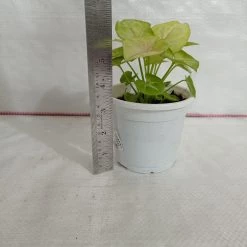CGASPL Syngonium Lemon Plant Plants 7 CGASPL Syngonium Lemon Plant Plants