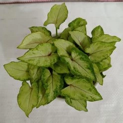 CGASPL Plants Syngonium Lemon Green Color Plant