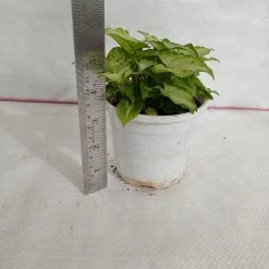 CGASPL Plants Syngonium Lemon Green Color Plant