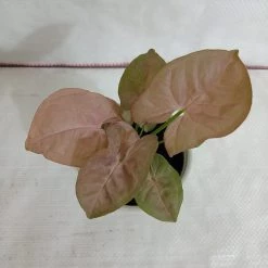 CGASPL Syngonium Pink Color Plant
