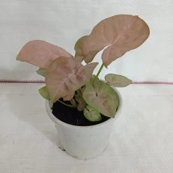 CGASPL Syngonium Pink Color Plant