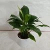 CGASPL Peace Lily (Spathiphyllum) Green Plant 2 CGASPL Peace Lily (Spathiphyllum) Green Plant