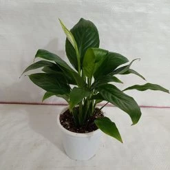 CGASPL Peace Lily (Spathiphyllum) Green Plant