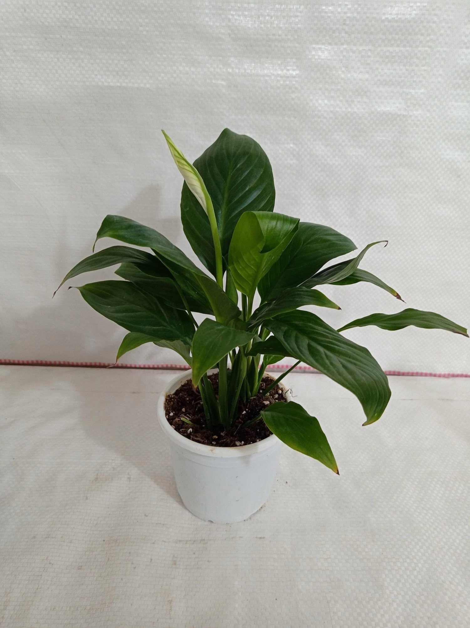 CGASPL Peace Lily (Spathiphyllum) Green Plant 3 CGASPL Peace Lily (Spathiphyllum) Green Plant