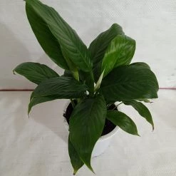 CGASPL Plants Peace Lily Green Plant (Spathiphyllum)