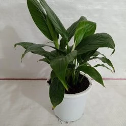 CGASPL Plants Peace Lily Green Plant (Spathiphyllum)