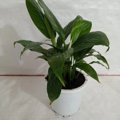 CGASPL 5 Indoor Plant Pack - Aglaonema Lipstick, Green Money Plant, Syngonium Plant, Areca Palm, Peace Lily 12 CGASPL 5 Indoor Plant Pack - Aglaonema Lipstick, Green Money Plant, Syngonium Plant, Areca Palm, Peace Lily