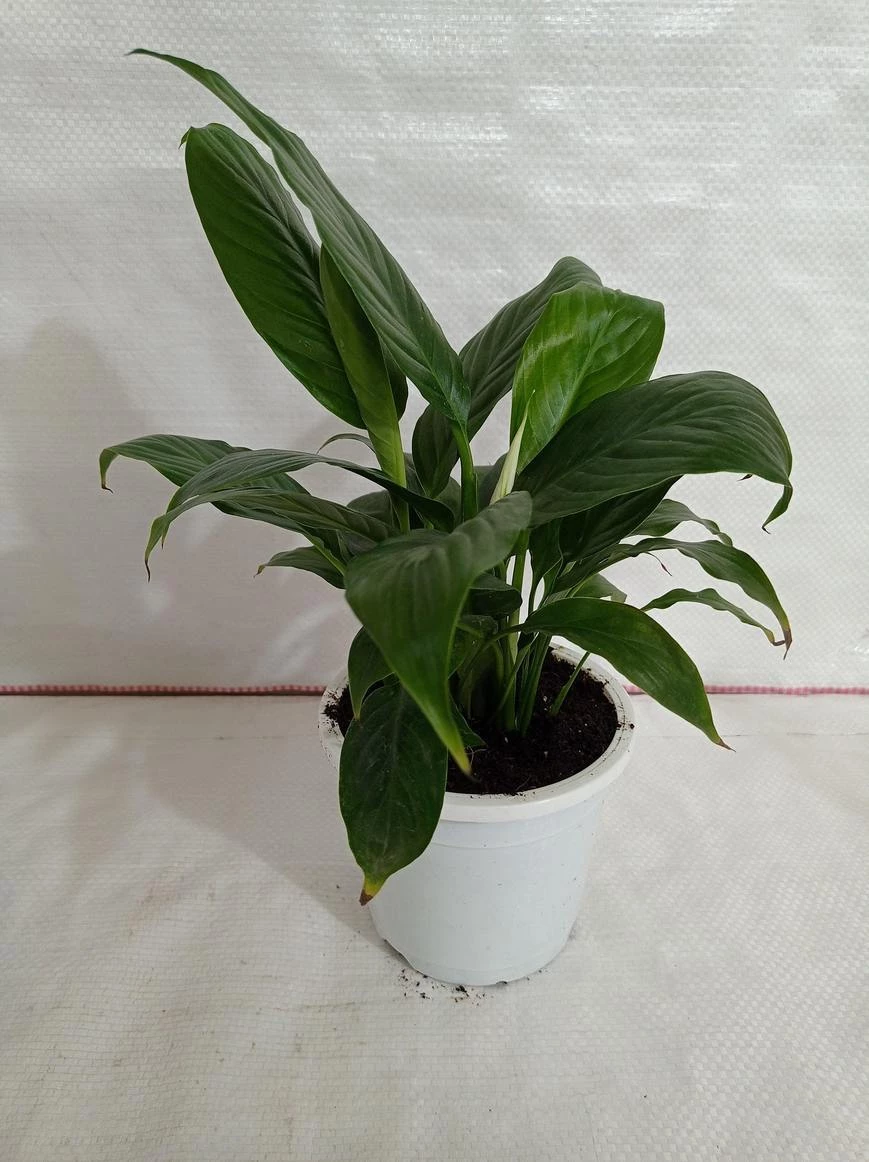 CGASPL 5 Indoor Plant Pack - Aglaonema Lipstick, Green Money Plant, Syngonium Plant, Areca Palm, Peace Lily 7 CGASPL 5 Indoor Plant Pack - Aglaonema Lipstick, Green Money Plant, Syngonium Plant, Areca Palm, Peace Lily