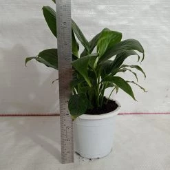 CGASPL Plants Peace Lily Green Plant (Spathiphyllum)