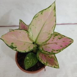 CGASPL Aglaonema Diamond Red Plant Plants