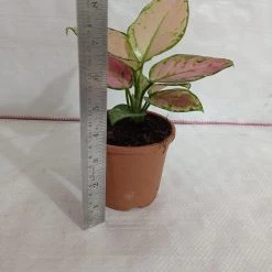 CGASPL Aglaonema Diamond Red Plant Plants