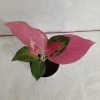 CGASPL Plants Aglaonema China Red Plant