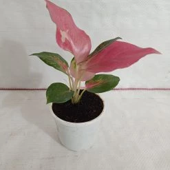 CGASPL Plants Aglaonema China Red Plant