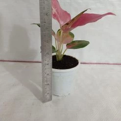 CGASPL Plants Aglaonema China Red Plant