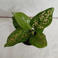 CGASPL Plants Aglaonema Valentine Improved Plant