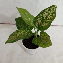 CGASPL Plants Aglaonema Valentine Improved Plant