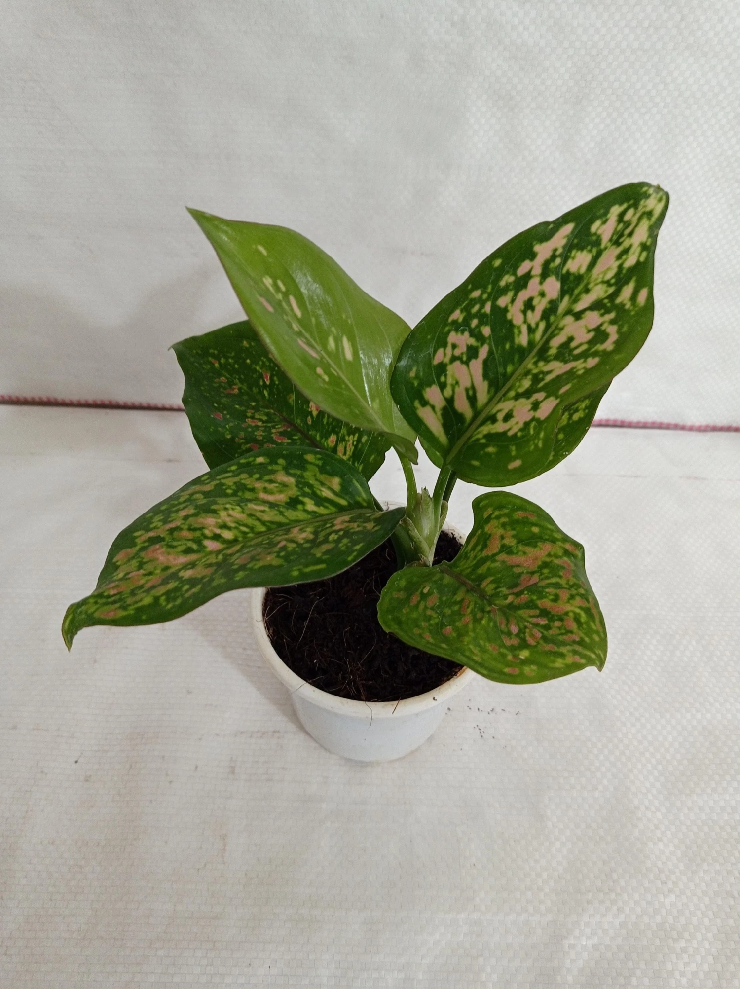 CGASPL Plants Aglaonema Valentine Improved Plant 4 CGASPL Plants Aglaonema Valentine Improved Plant