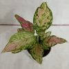 CGASPL Plants Aglaonema Red Valentine Plant