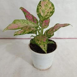CGASPL Plants Aglaonema Red Valentine Plant