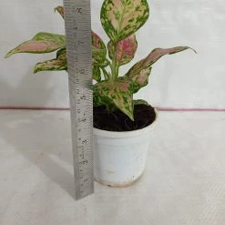 CGASPL Plants Aglaonema Red Valentine Plant