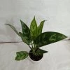 CGASPL Plants Aglaonema Maria Green Plant