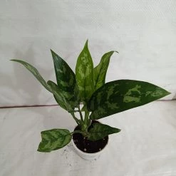 CGASPL Plants Aglaonema Maria Green Plant