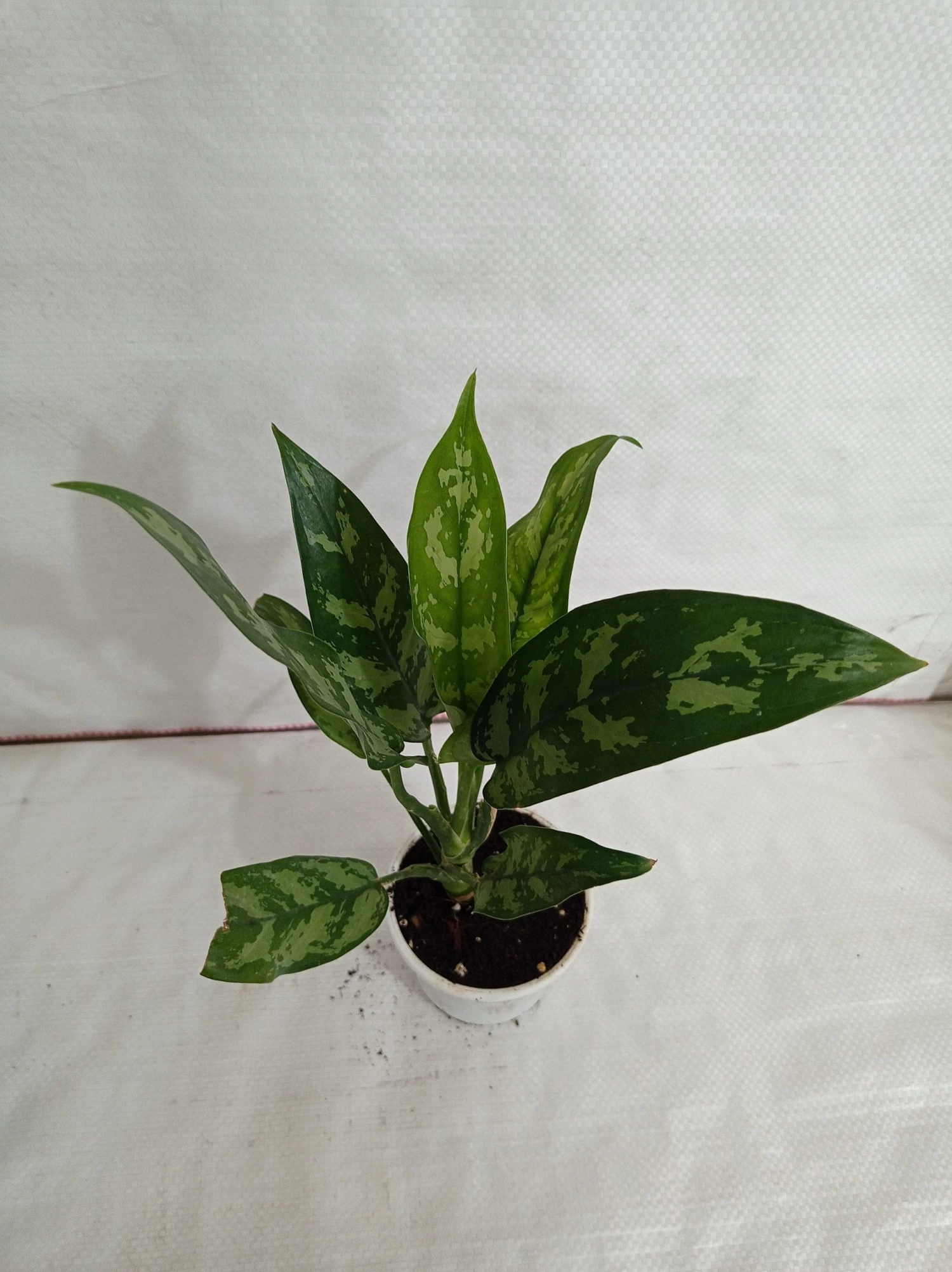 CGASPL Plants Aglaonema Maria Green Plant 3 CGASPL Plants Aglaonema Maria Green Plant