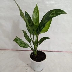 CGASPL Plants Aglaonema Maria Green Plant