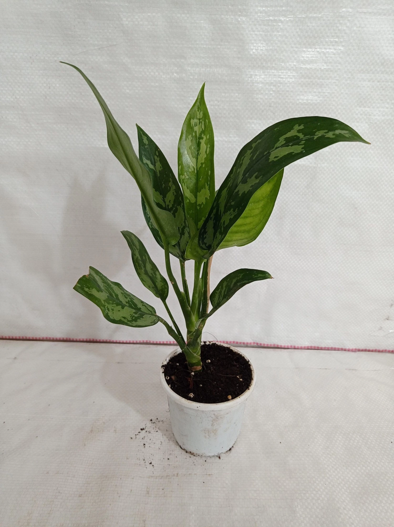 CGASPL Plants Aglaonema Maria Green Plant 4 CGASPL Plants Aglaonema Maria Green Plant