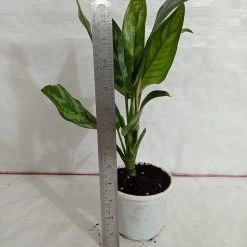 CGASPL Plants Aglaonema Maria Green Plant 7 CGASPL Plants Aglaonema Maria Green Plant