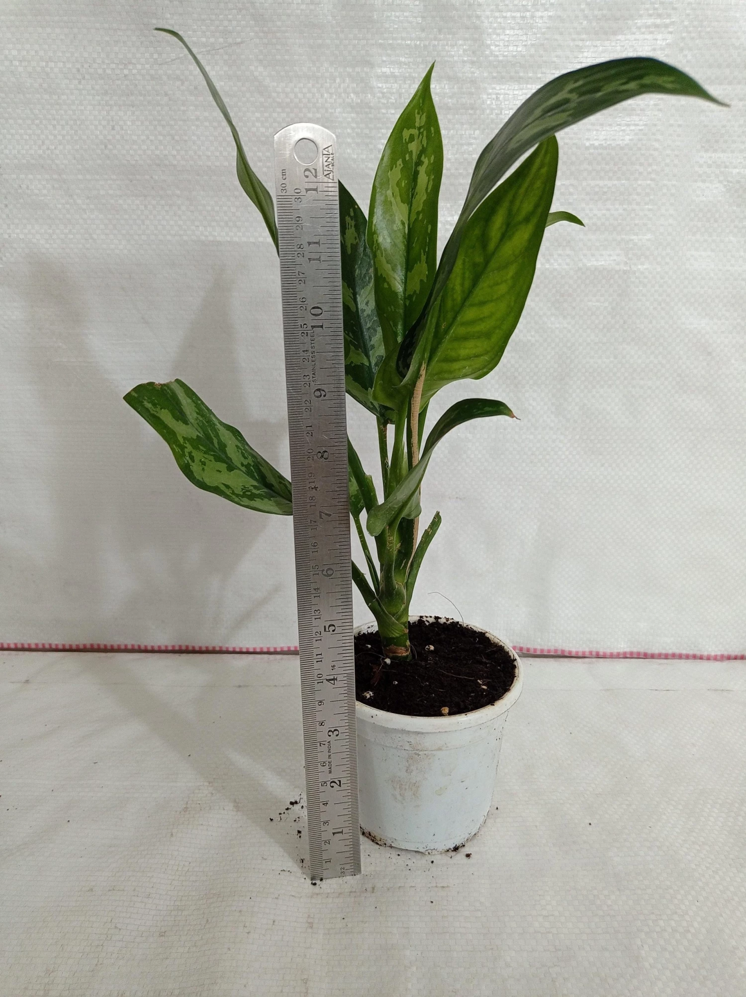 CGASPL Plants Aglaonema Maria Green Plant 5 CGASPL Plants Aglaonema Maria Green Plant