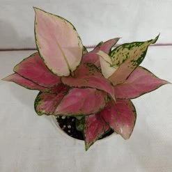 CGASPL Plants Aglaonema Pink Plant