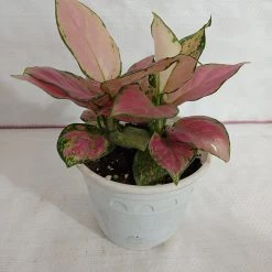 CGASPL Plants Aglaonema Pink Plant