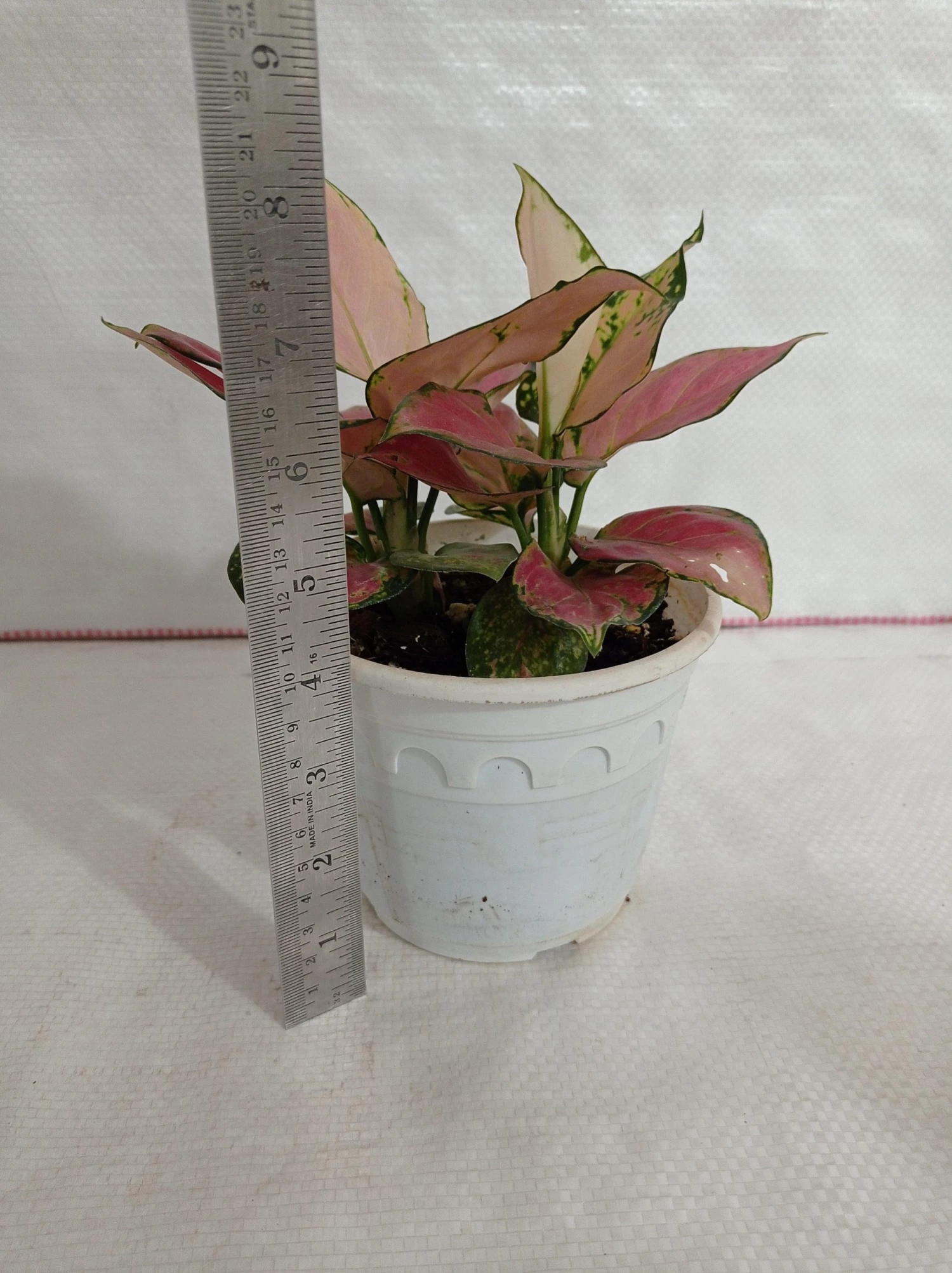 CGASPL Plants Aglaonema Pink Plant 5 CGASPL Plants Aglaonema Pink Plant