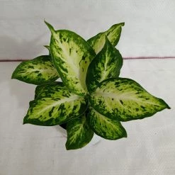 CGASPL Dieffenbachia Amy Plant