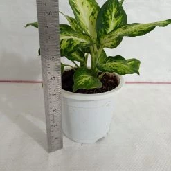 CGASPL Dieffenbachia Amy Plant