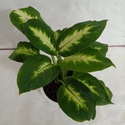 CGASPL Dieffenbachia Tropic Mary Green Yellow Color Plant