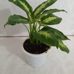 CGASPL Dieffenbachia Tropic Mary Green Yellow Color Plant