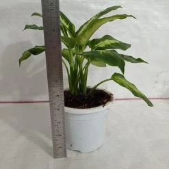 CGASPL Dieffenbachia Tropic Mary Green Yellow Color Plant