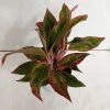 CGASPL Plants Aglaonema Lipstick Red Big Plant