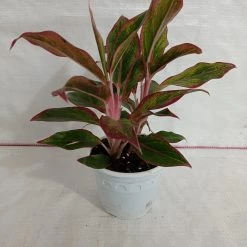 CGASPL Plants Aglaonema Lipstick Red Big Plant