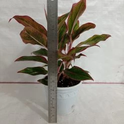 CGASPL Plants Aglaonema Lipstick Red Big Plant