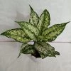 CGASPL Aglaonema Snow White Big Plant Plants