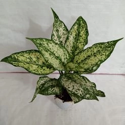 CGASPL Aglaonema Snow White Big Plant Plants