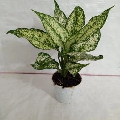 CGASPL Aglaonema Snow White Big Plant Plants