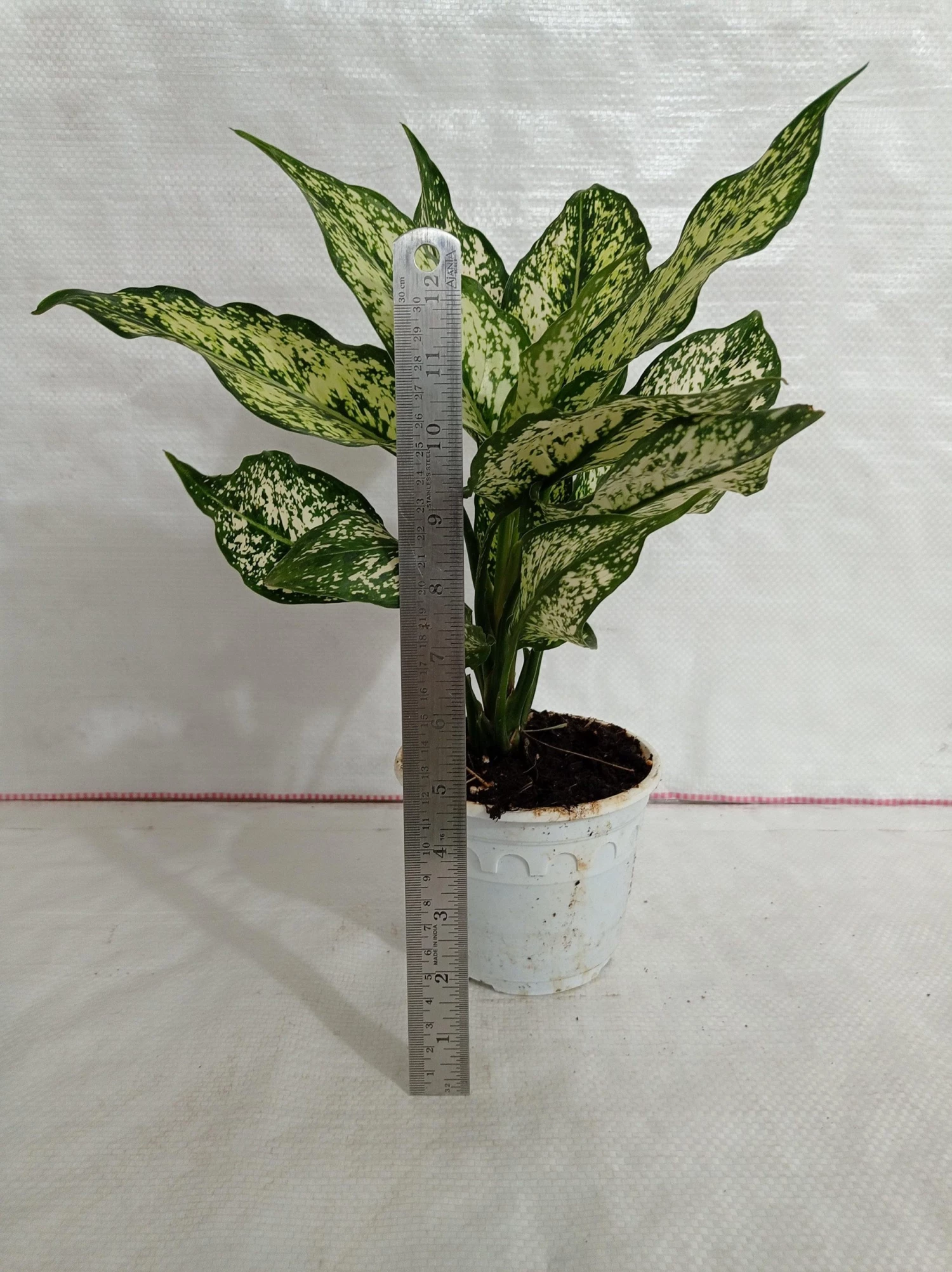 CGASPL Aglaonema Snow White Big Plant Plants 5 CGASPL Aglaonema Snow White Big Plant Plants