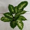 CGASPL Dieffenbachia Sparkle Green Yellow Color Plant