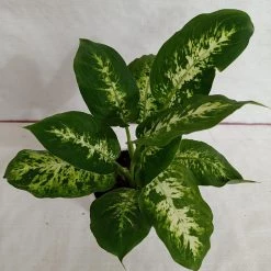 CGASPL Dieffenbachia Sparkle Green Yellow Color Plant