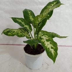 CGASPL Dieffenbachia Sparkle Green Yellow Color Plant