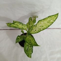 CGASPL Plants Dieffenbachia Starbright Yellow Green Color Plant